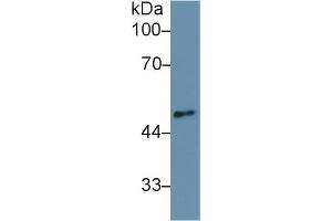 Western Blot; Sample: Mouse Cerebrum lysate; Primary Ab: 1µg/ml Rabbit Anti-Human ANGPT2 Antibody Second Ab: 0. (Angiopoietin 2 antibody  (AA 269-496))