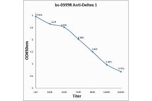 Antigen: 0. (Deltex Homolog 1 antibody  (AA 351-450))