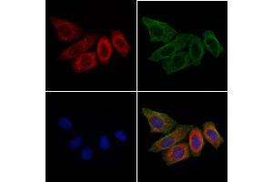 ABIN6266243 and ABIN6277396 staining HepG2 cells by IF/ICC. (Leptin Receptor antibody  (C-Term))