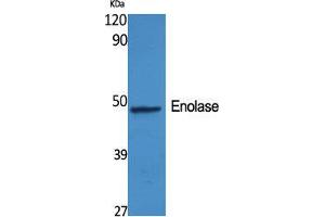 Western Blot (WB) analysis of specific cells using Enolase Polyclonal Antibody. (Enolase antibody  (C-Term))