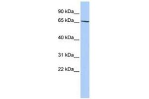 Image no. 1 for anti-Zinc Finger Protein 530 (ZNF530) (AA 72-121) antibody (ABIN6740454) (ZNF530 antibody  (AA 72-121))