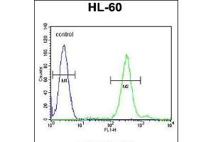Flow cytometric analysis of HL-60 cells (right histogram) compared to a negative control cell (left histogram). (CNIH2 antibody  (N-Term))