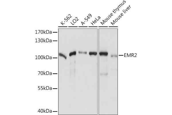 EMR2 antibody  (AA 300-500)