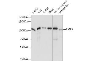 Western blot analysis of extracts of various cell lines, using EMR2 Rabbit pAb (ABIN7266906) at 1:1000 dilution. (EMR2 antibody  (AA 300-500))