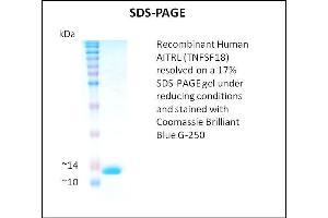 SDS-PAGE (SDS) image for Tumor Necrosis Factor (Ligand) Superfamily, Member 18 (TNFSF18) (Active) protein (ABIN5509483)