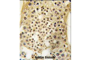 Formalin-fixed and paraffin-embedded human testis tissue reacted with USP7 polyclonal antibody  , which was peroxidase-conjugated to the secondary antibody, followed by DAB staining . (USP7 antibody  (C-Term))