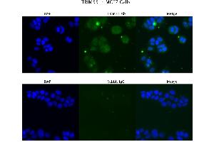 Sample Type : MCF7  Primary Antibody Dilution: 4 ug/ml  Secondary Antibody : Anti-rabbit Alexa 546  Secondary Antibody Dilution: 2 ug/ml  Gene Name : TRIM33 (TRIM33 antibody  (Middle Region))