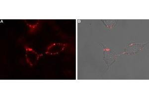 Immunocytochemistry (ICC) image for anti-Purinergic Receptor P2Y, G-Protein Coupled, 1 (P2RY1) (AA 207-220), (Extracellular) antibody (ABIN7043584)