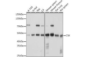 CSK antibody