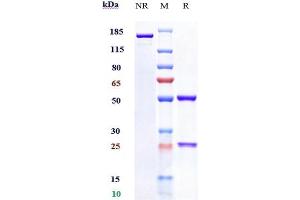 Anti-C1s Reference Antibody (sutimlimab) on SDS-PAGE under reducing (R) condition. (Recombinant C1S (Sutimlimab Biosimilar) antibody)