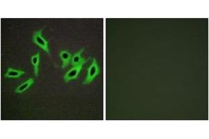 Immunofluorescence analysis of HepG2 cells, using Heparin Cofactor II Antibody. (SERPIND1 antibody  (AA 41-90))