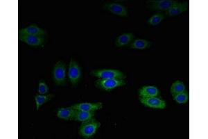 Immunofluorescent analysis of HepG2 cells using ABIN7144333 at dilution of 1:100 and Alexa Fluor 488-congugated AffiniPure Goat Anti-Rabbit IgG(H+L) (SLPI antibody  (AA 26-132))