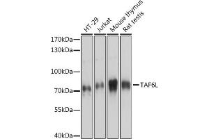 Western blot analysis of extracts of various cell lines, using TL antibody (ABIN7270717) at 1:3000 dilution. (TAF6L antibody  (AA 1-200))