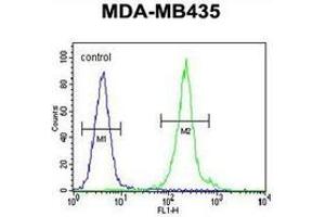 Flow cytometric analysis of MDA-MB435 cells (right histogram) compared to a negative control cell (left histogram) using Interleukin-12 beta/IL12B  Antibody (C-term), followed by FITC-conjugated goat-anti-rabbit secondary antibodies. (IL12B antibody  (C-Term))