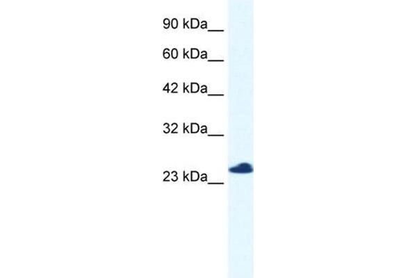 C14orf166 抗体  (N-Term)
