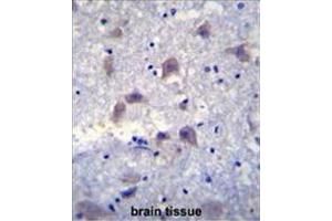 VSIG8 Antibody (C-term) immunohistochemistry analysis in formalin fixed and paraffin embedded human brain tissue followed by peroxidase conjugation of the secondary antibody and DAB staining. (VSIG8 antibody  (C-Term))