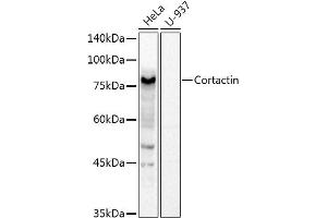 Western blot analysis of extracts of various cell lines, using Cortactin Rabbit pAb antibody (ABIN6127722, ABIN6139243, ABIN6139244 and ABIN6221478) at 1:1000 dilution. (Cortactin antibody  (AA 214-513))