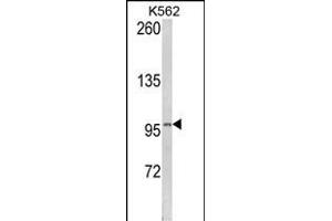 Western blot analysis of LPIN2 Antibody (Center) (ABIN652523 and ABIN2842351) in K562 cell line lysates (35 μg/lane). (Lipin 2 antibody  (AA 262-288))