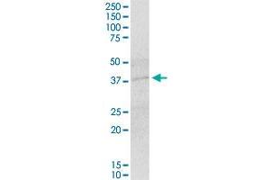 IER5 MaxPab polyclonal antibody. (IER5 antibody  (AA 1-327))