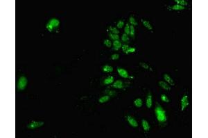 Immunofluorescent analysis of Hela cells using ABIN7155310 at dilution of 1:100 and Alexa Fluor 488-congugated AffiniPure Goat Anti-Rabbit IgG(H+L) (HDAC3 antibody  (AA 1-428))