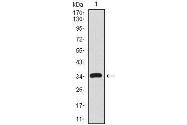 CD59 anticorps  (AA 31-111)