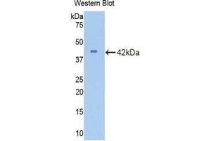 Western blot analysis of recombinant Mouse CDK2.