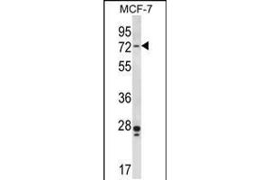 Western blot analysis in MCF-7 cell line lysates (35ug/lane). (PAK4 antibody  (AA 187-216))