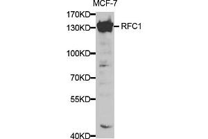 Western blot analysis of extracts of MCF-7 cells, using RFC1 antibody. (RFC1 antibody)