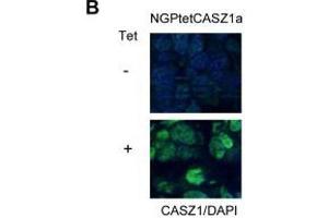Immunofluorescence results of Rabbit Anti-CASZ1 Antibody. (CASZ1 antibody  (Internal Region))