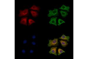 ABIN7094001 and ABIN7098045 staining HepG2 cells by IF/ICC.