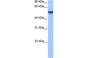 Western Blotting (WB) image for anti-Methionyl Aminopeptidase 2 (METAP2) antibody (ABIN2463504) (METAP2 antibody)
