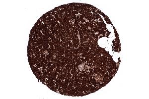 pancreas (CPA1 antibody)
