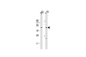 All lanes : Anti-OLFM3 Antibody (N-term) at 1:1000 dilution Lane 1: 293 whole cell lysate Lane 2: Y79 whole cell lysate Lysates/proteins at 20 μg per lane. (Olfactomedin 3 antibody  (N-Term))