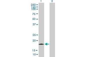 Western Blot analysis of EIF5A2 expression in transfected 293T cell line by EIF5A2 MaxPab polyclonal antibody.
