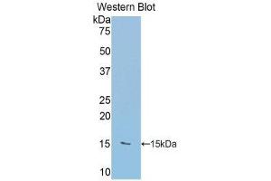 Western Blotting (WB) image for anti-RalA Binding Protein 1 (RALBP1) (AA 403-499) antibody (ABIN1860398) (RALBP1 antibody  (AA 403-499))
