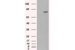 Image no. 2 for anti-phosphodiesterase 4B, cAMP-Specific (PDE4B) (C-Term) antibody (ABIN374649)