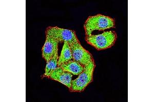 Immunofluorescence analysis of Hela cells using TRIM29 mouse mAb (green). (TRIM29 antibody  (AA 451-588))