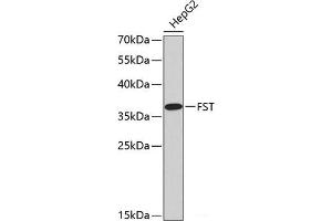 Western blot analysis of extracts of HepG2 cells using FST Polyclonal Antibody. (Follistatin antibody)