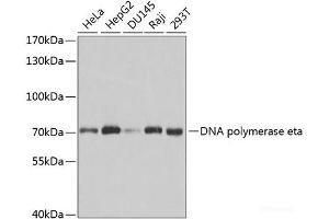 Western blot analysis of extracts of various cell lines using DNA polymerase eta Polyclonal Antibody at dilution of 1:1000. (POLH antibody)