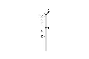 OL1-BH3 Domain Antibody 7361a western blot analysis in  cell line lysates (35 μg/lane). (APOL1 antibody  (AA 137-171))