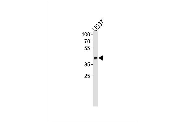 APOL1 antibody  (AA 137-171)