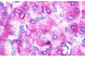 Image no. 1 for anti-Urotensin 2 Receptor (UTS2R) (N-Term) antibody (ABIN1049452) (UTS2R antibody  (N-Term))