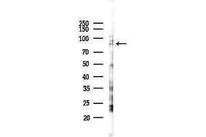 anti-Cullin 2 (CUL2) (C-Term) antibody