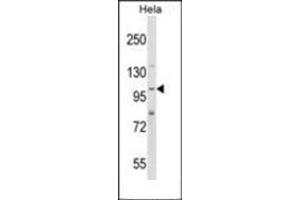 Western blot analysis in Hela cell line lysates (35ug/lane) using SH3PXD2A Antibody (N-term) Cat. (SH3PXD2A antibody  (N-Term))