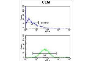 Flow cytometry analysis of CEM cells (bottom histogram) compared to a negative control cell (top histogram). (CNDP1 antibody  (C-Term))