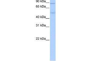 ALDH1L1 antibody used at 0. (ALDH1L1 antibody  (Middle Region))