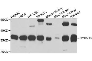 Western blot analysis of extracts of various cells, using CYB5R3 antibody. (CYB5R3 antibody)