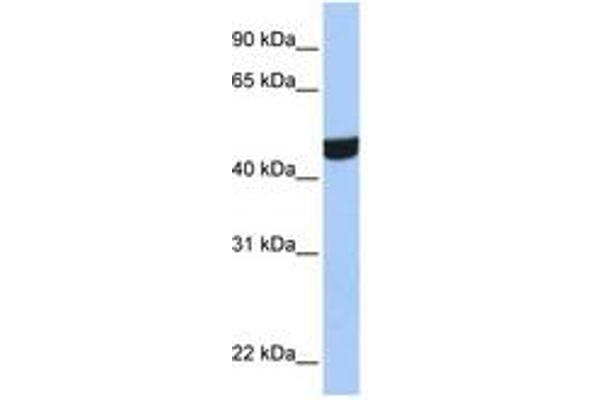 ZNF550 antibody  (AA 130-179)