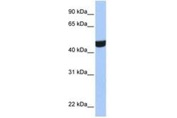 ZNF550 抗体  (AA 130-179)