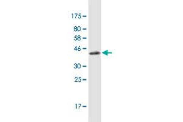 CACNA1F antibody  (AA 1878-1977)